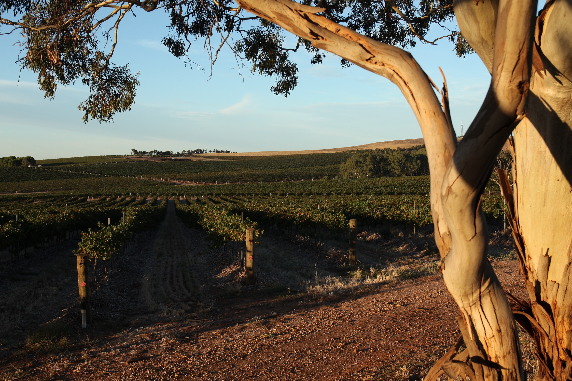 Taylors Winery View